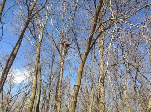 tulip painting and spring pics 014